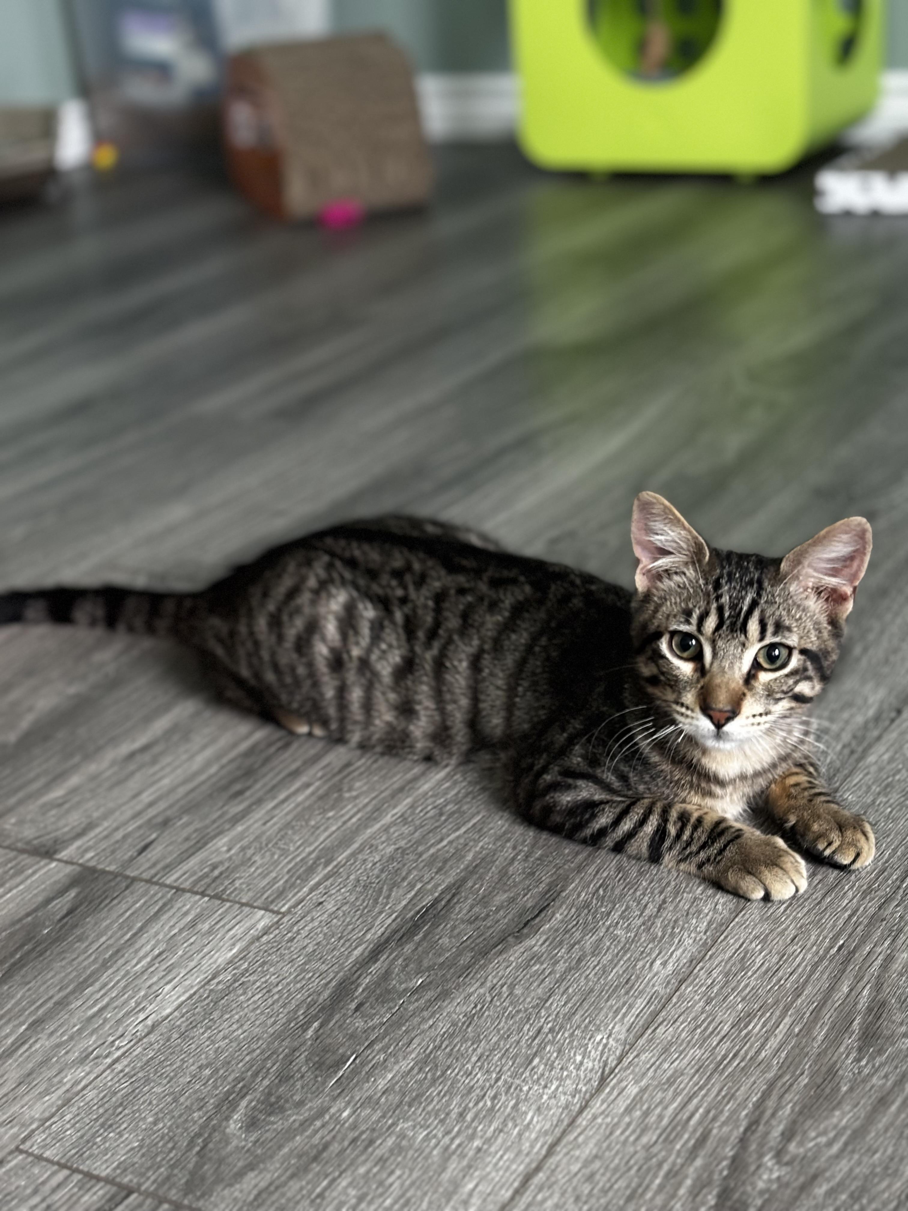 SIRSKI - PLAYFUL & LOVING LAPCAT, Young Male Domestic Short Hair