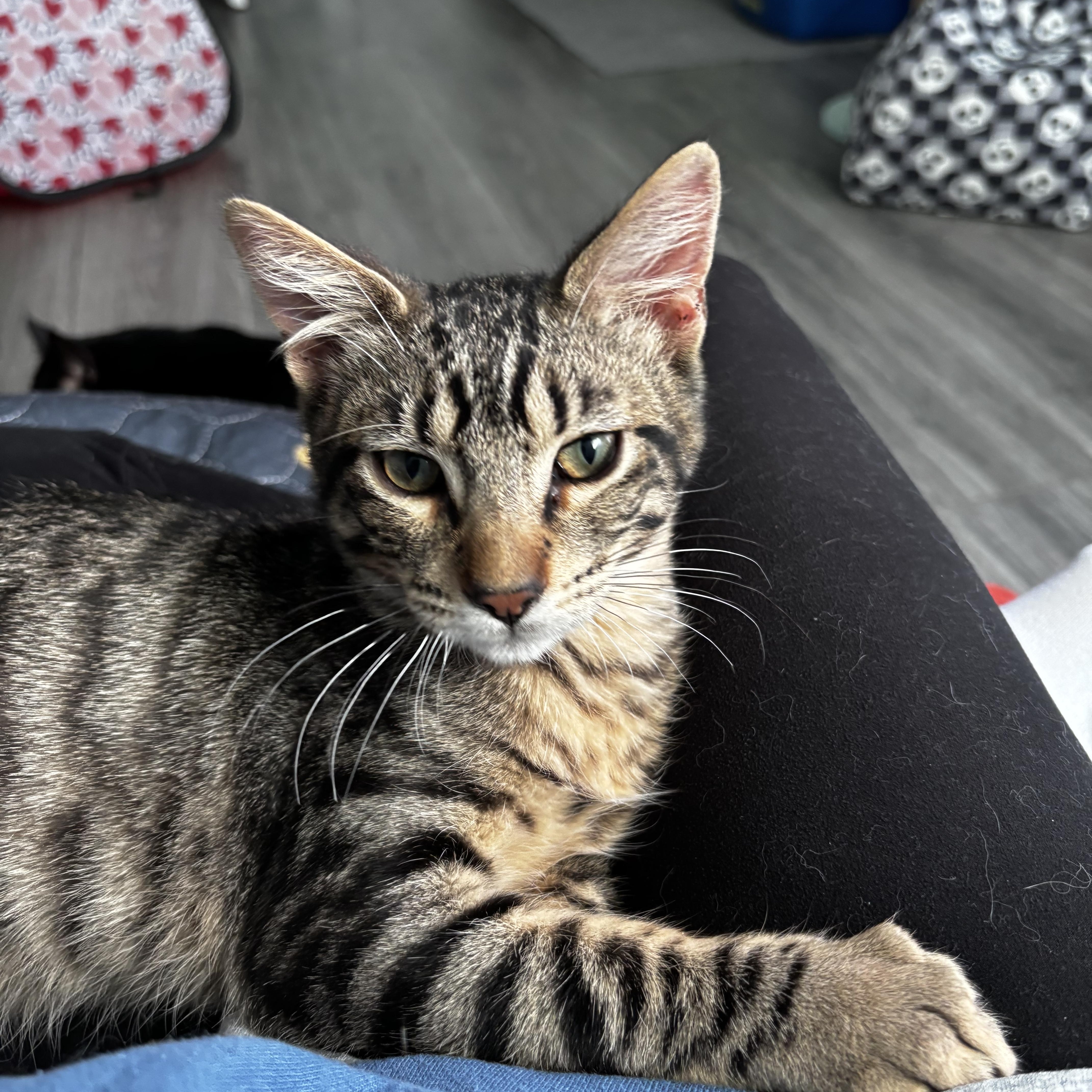 SIRSKI - PLAYFUL & LOVING LAPCAT photo 3