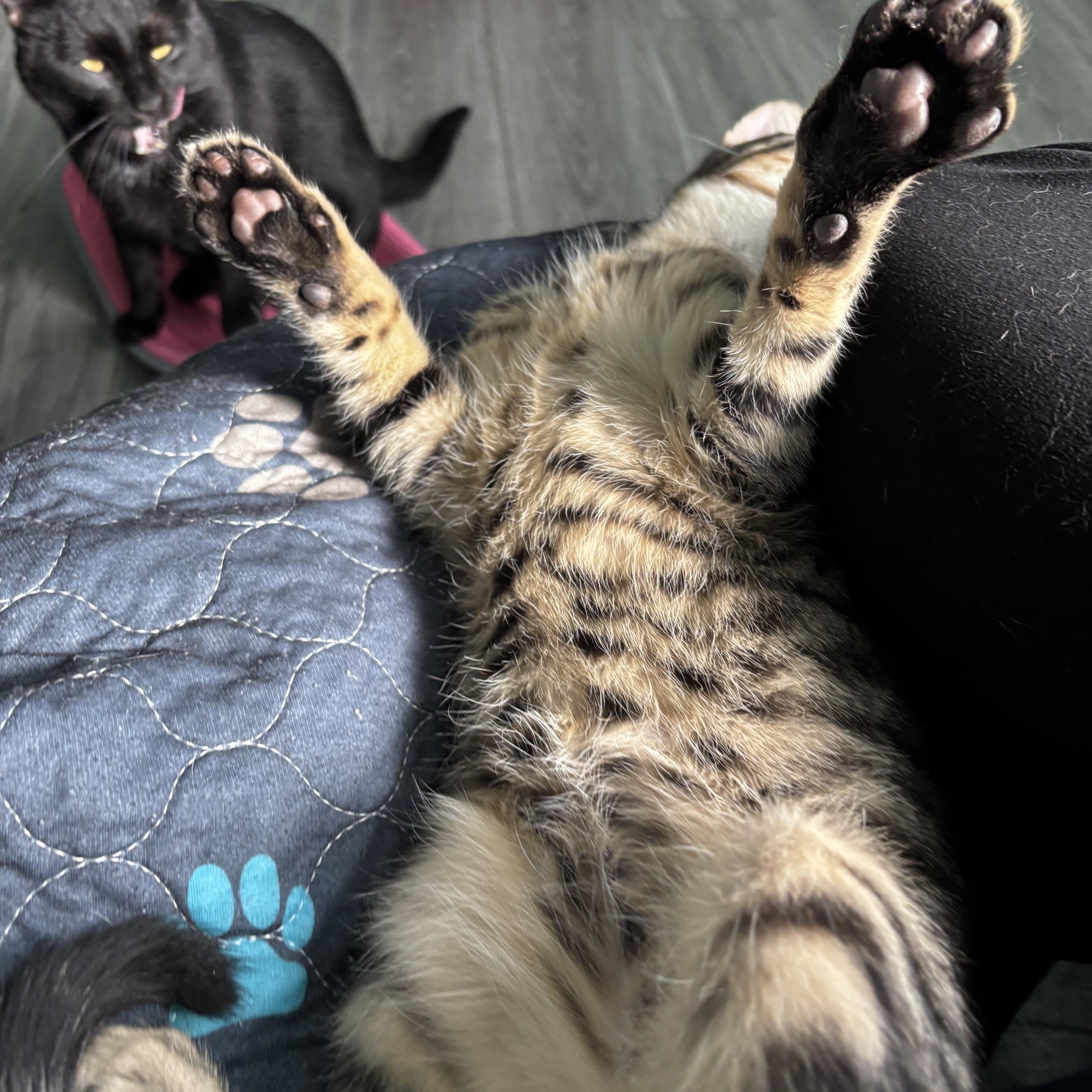 SIRSKI - PLAYFUL & LOVING LAPCAT photo 6