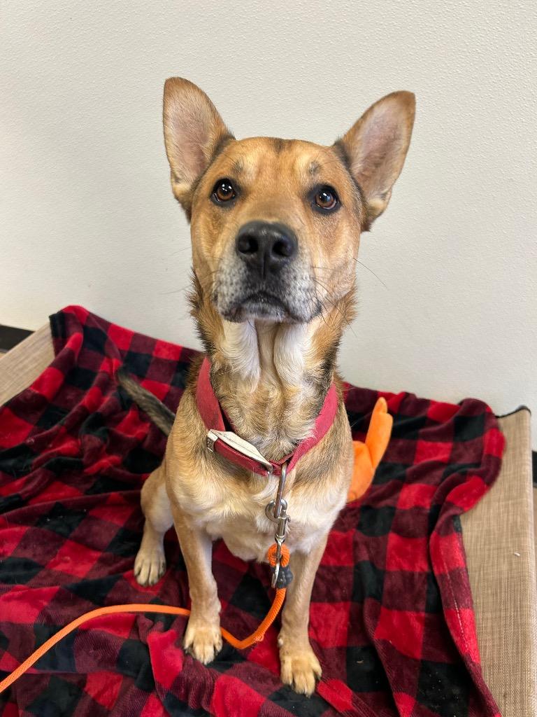 Hendrix, Adoptable, Adult Male Shepherd.