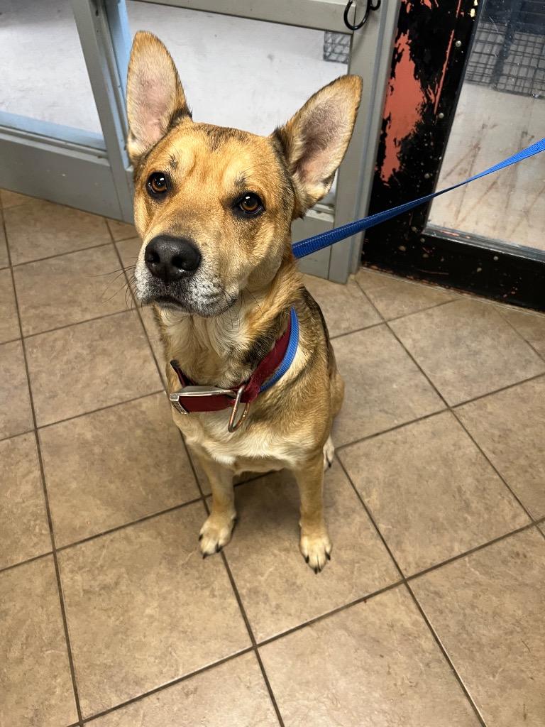 Enlarge Hendrix, a Adoptable Shepherd in Marion, OH image 2/2