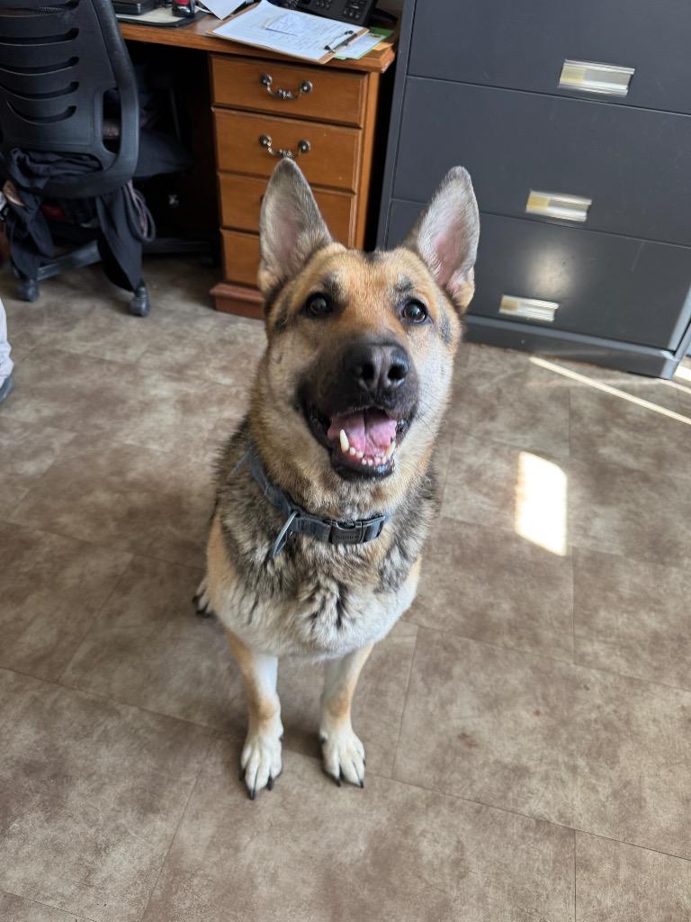 Storm/Thanos, Adoptable, Adult Male German Shepherd Dog.