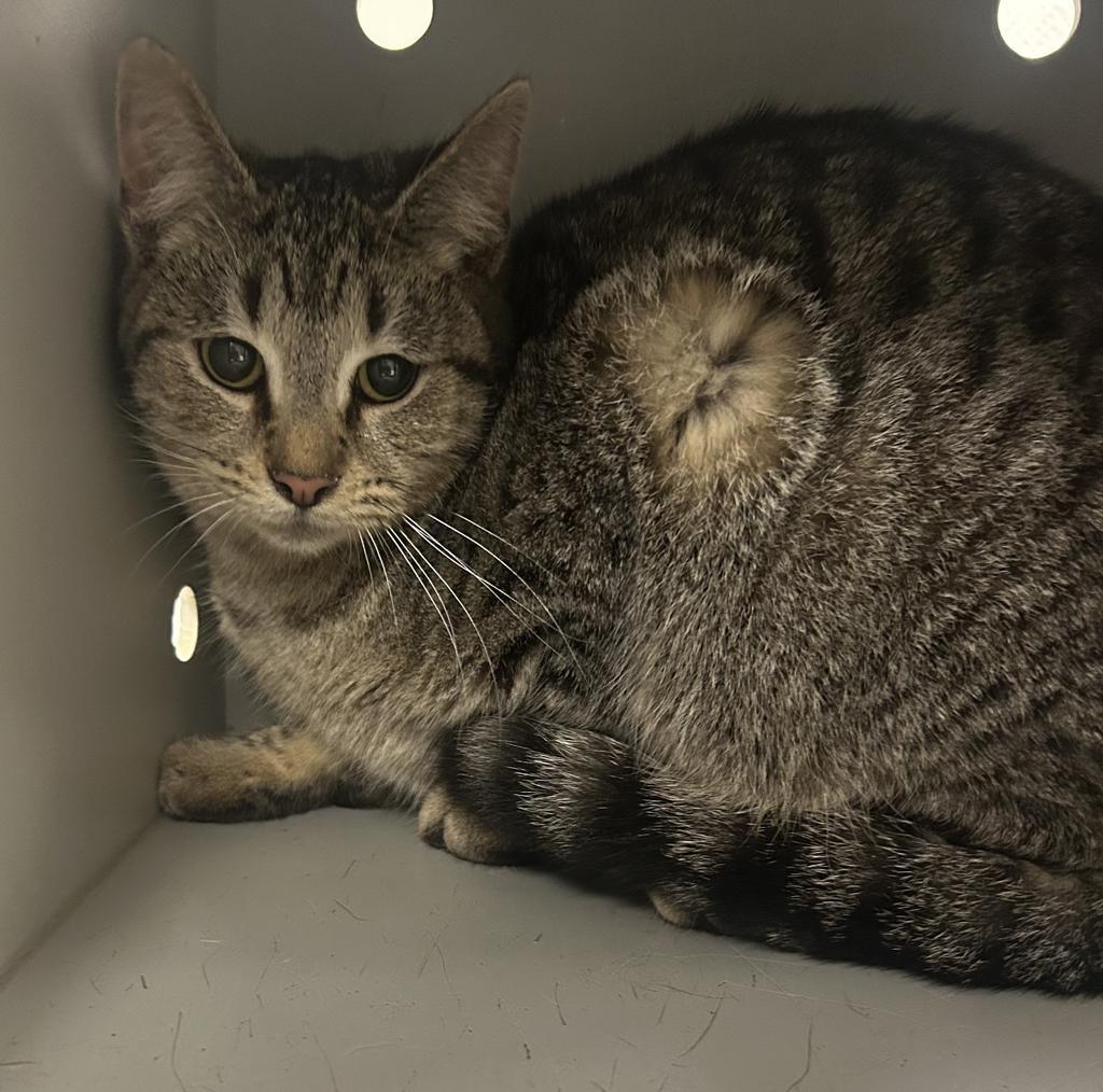 Peter the second, Adoptable, Adult Male Domestic Short Hair.