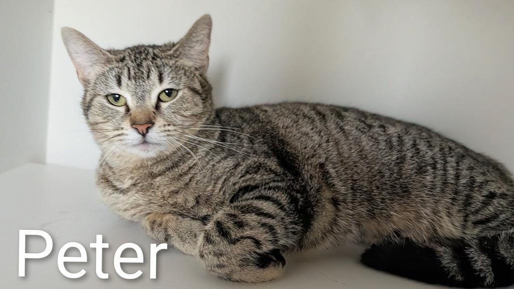 Enlarge Peter the second, a Adoptable mixed breed in Greenfield, IN image 2/2