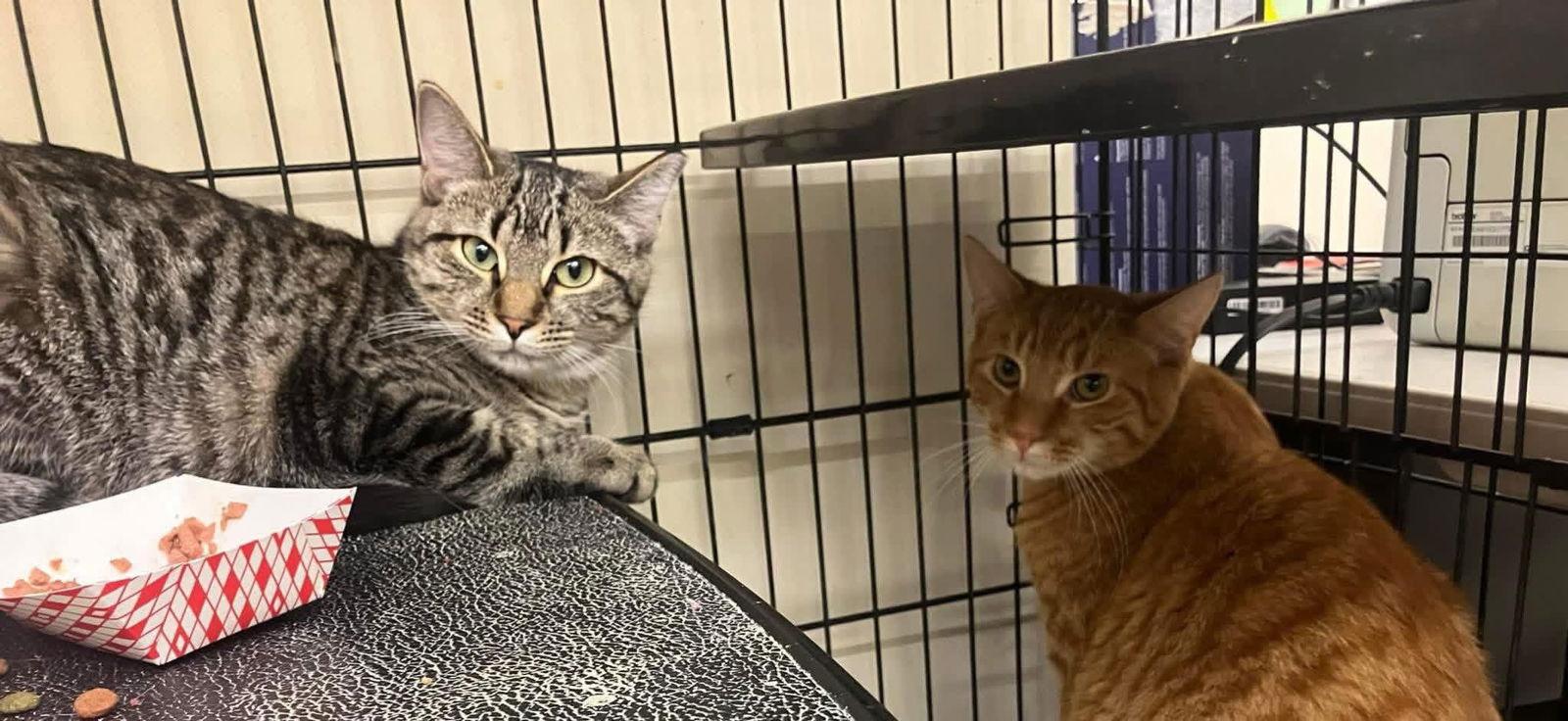 BOBBI SUE & LILO, Adopted, Young Female Domestic Short Hair.