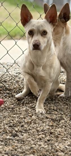 Enlarge Chico, a ADOPTABLE mixed breed in Joshua, TX image 1/1