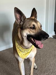 Bailey, Adoptable, Adult Male German Shepherd Dog.