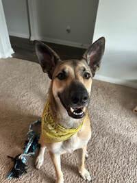 Bailey, a Adoptable German Shepherd Dog in Jarrell, TX image 2/4
