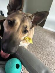 Bailey, a Adoptable German Shepherd Dog in Jarrell, TX image 3/4