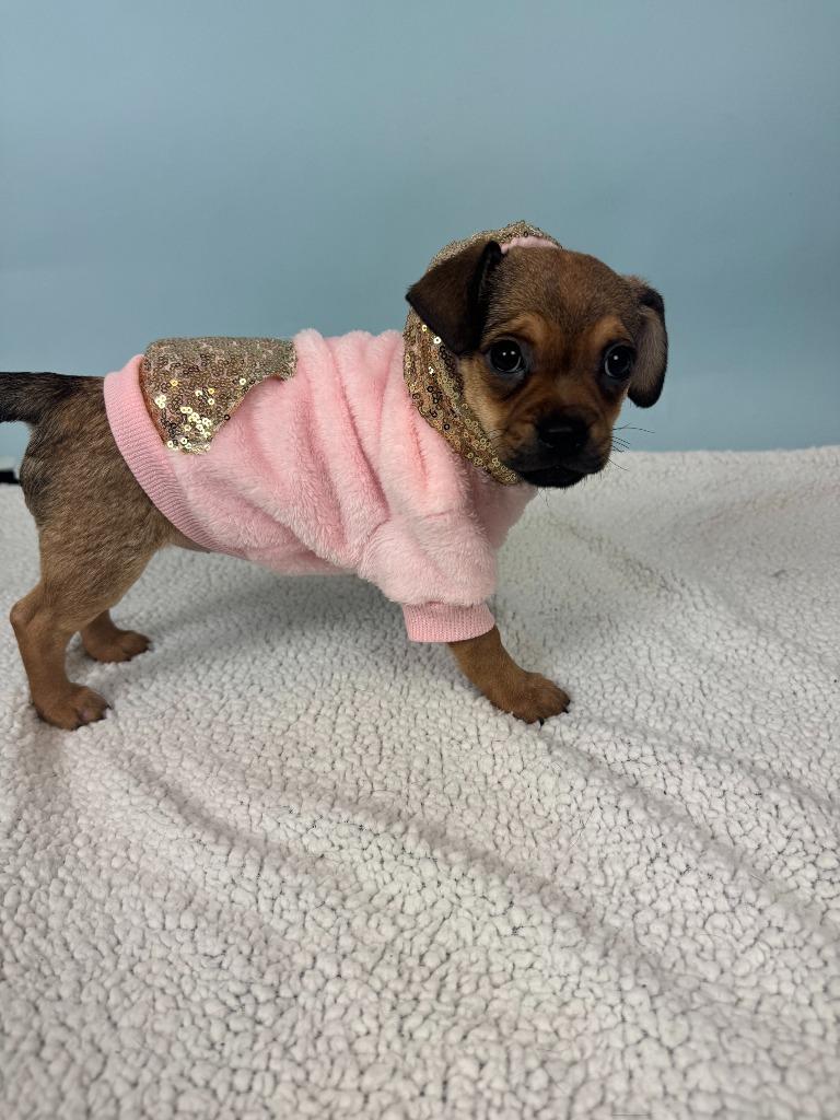 Mali, Adoptable, Puppy Female Chihuahua & Rat Terrier.