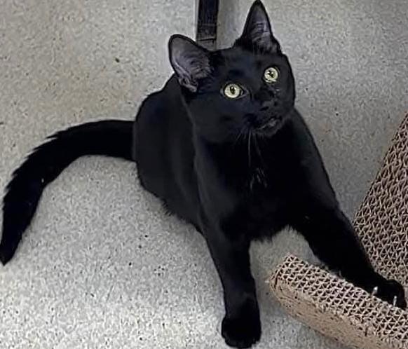 Frank, Adoptable, Young Male Domestic Short Hair.