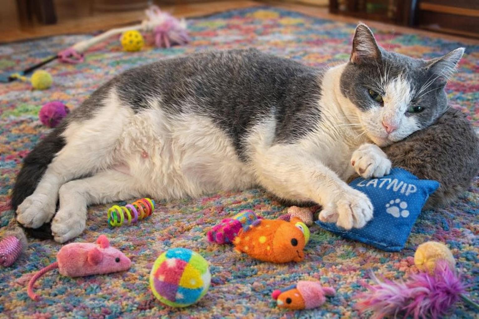 Enlarge Smudge, a ADOPTABLE mixed breed in Buffalo, NY image 2/2