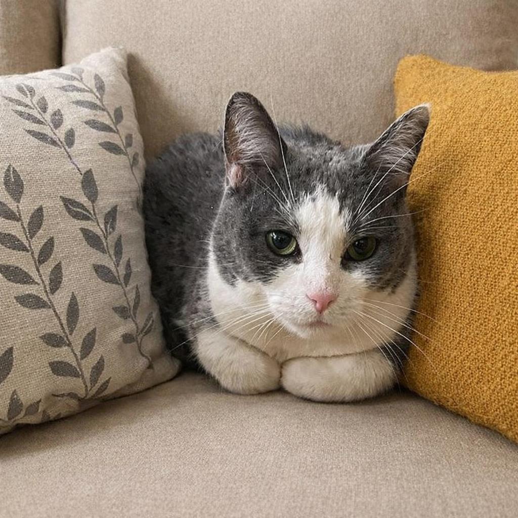 Smudge, ADOPTABLE, Young Female Domestic Short Hair.