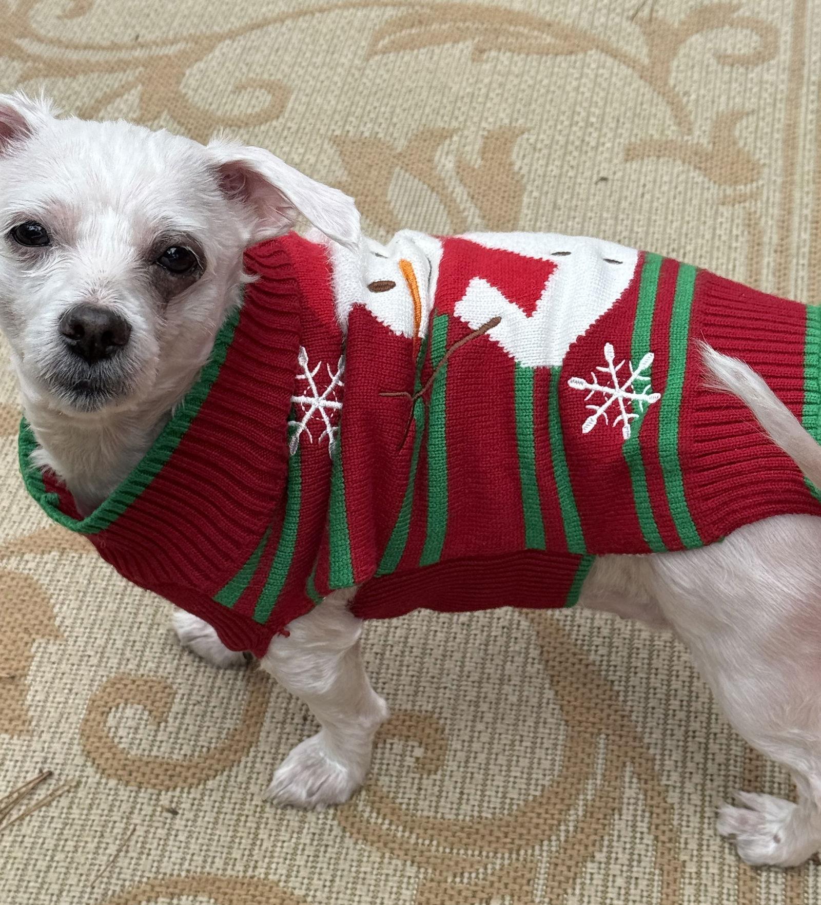 Shaggy Rogers, a Adopted Maltese in Alpharetta, GA image 1/3