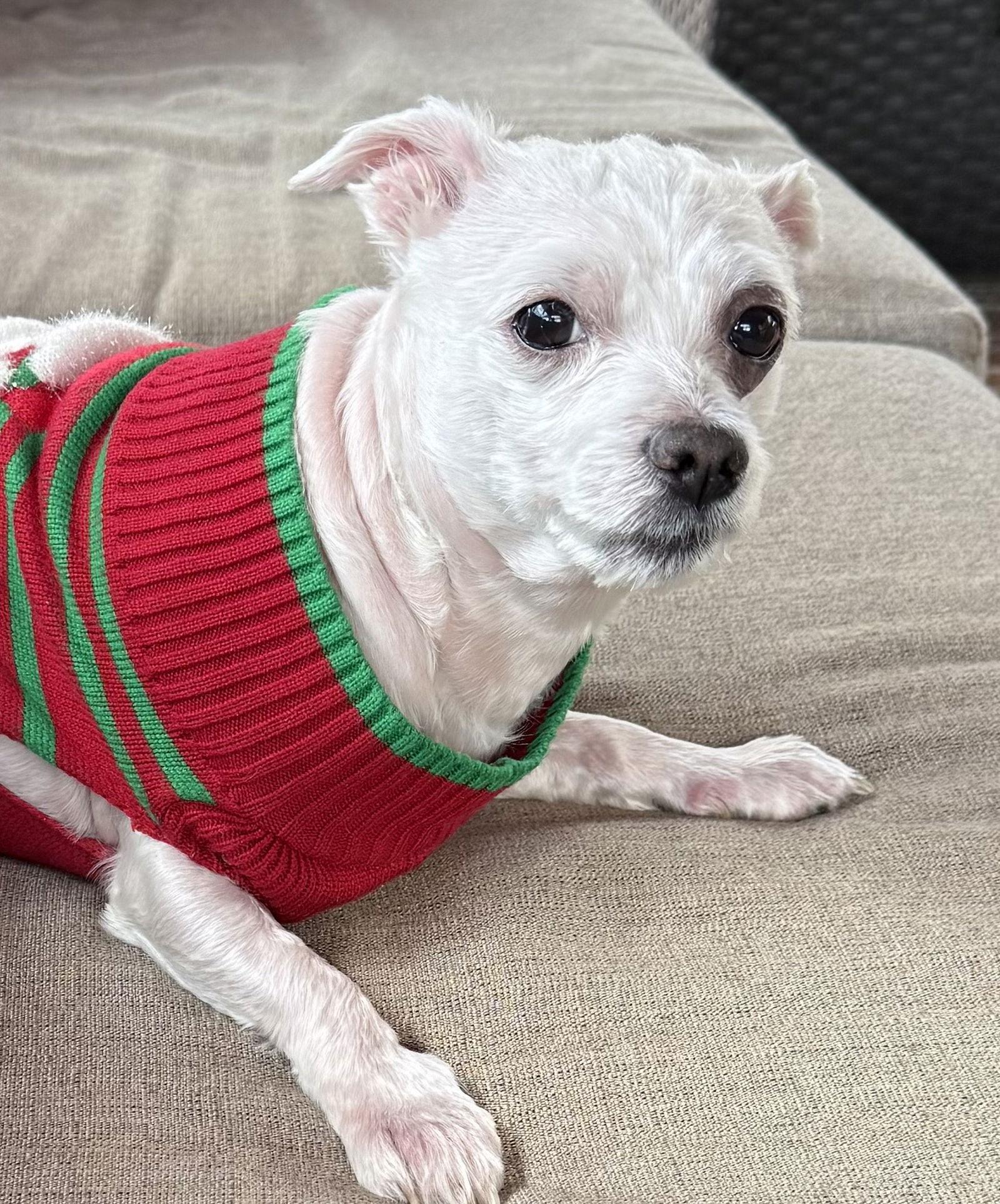 Shaggy Rogers, a Adopted Maltese in Alpharetta, GA image 2/3