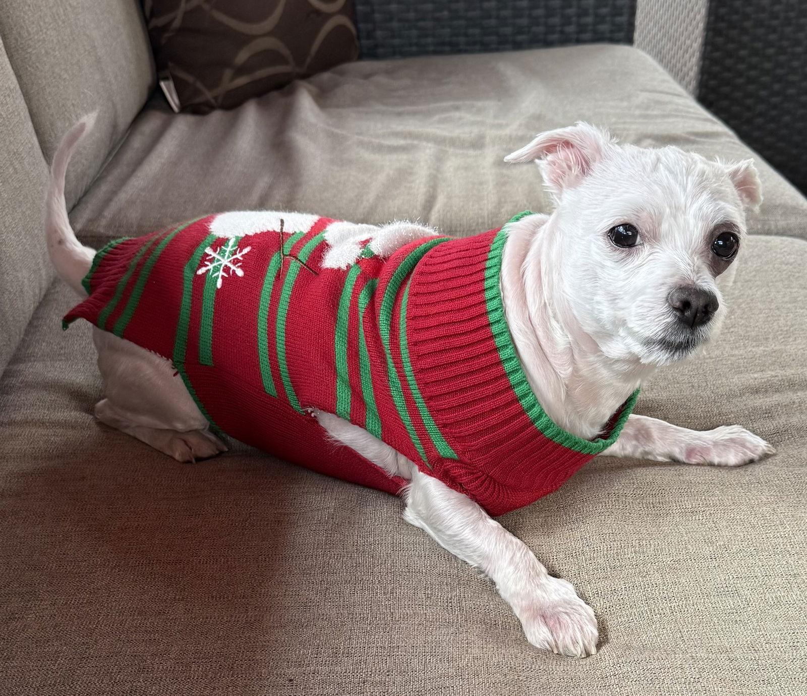 Shaggy Rogers, a Adopted Maltese in Alpharetta, GA image 3/3