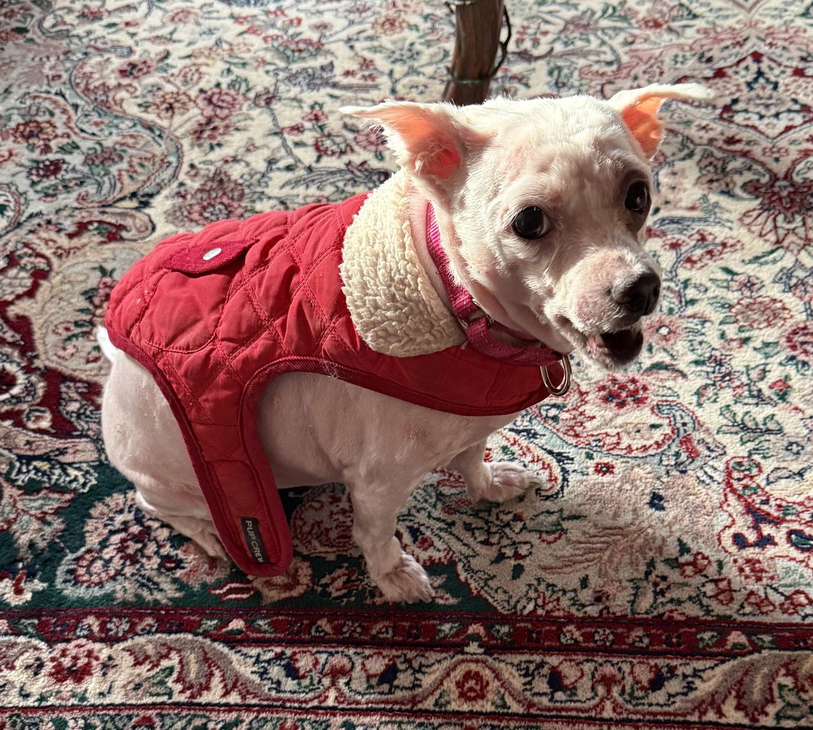 Shaggy Rogers thumbnail 3