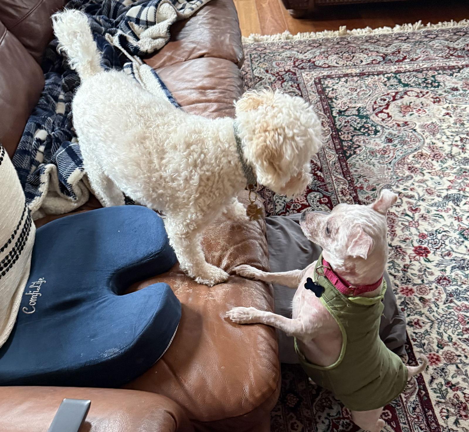 Shaggy Rogers thumbnail 4