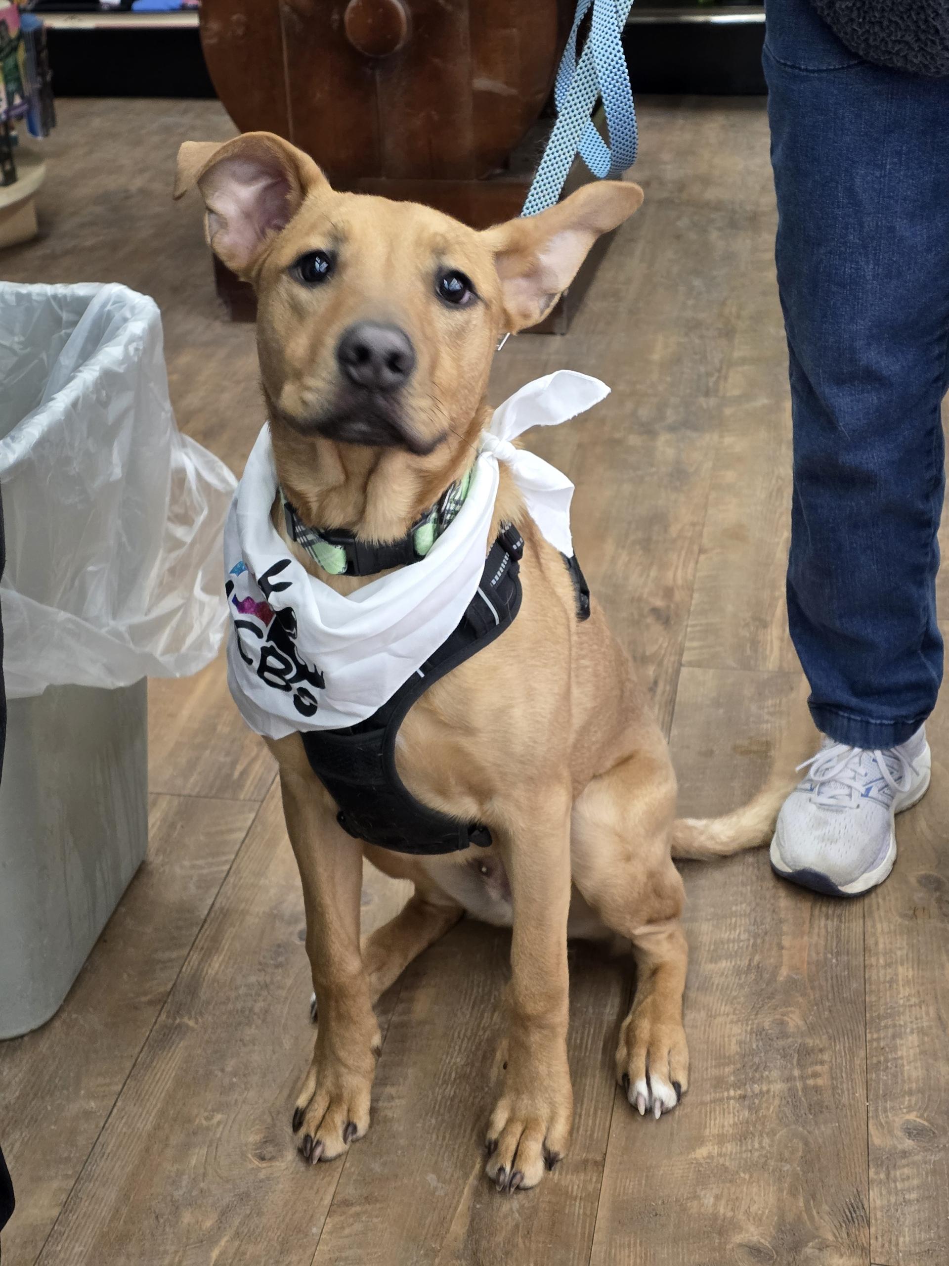 Hoss, an adoptable Labrador Retriever in Lacona, NY image 2/6