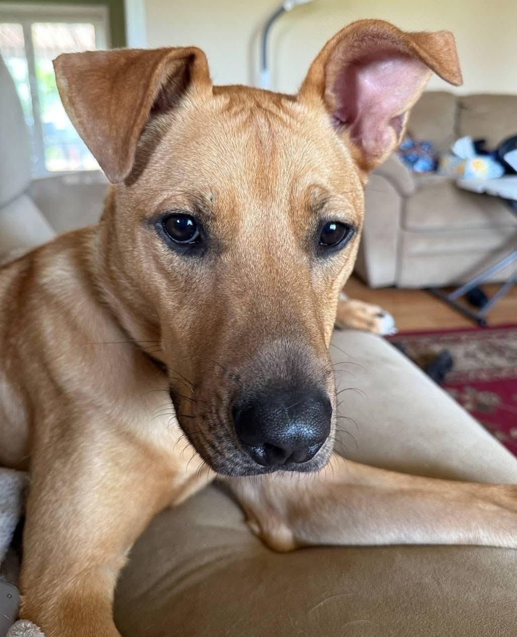Hoss, an adoptable Labrador Retriever in Lacona, NY image 3/6