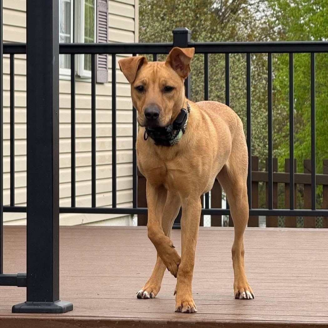 Hoss, an adoptable Labrador Retriever in Lacona, NY image 1/6