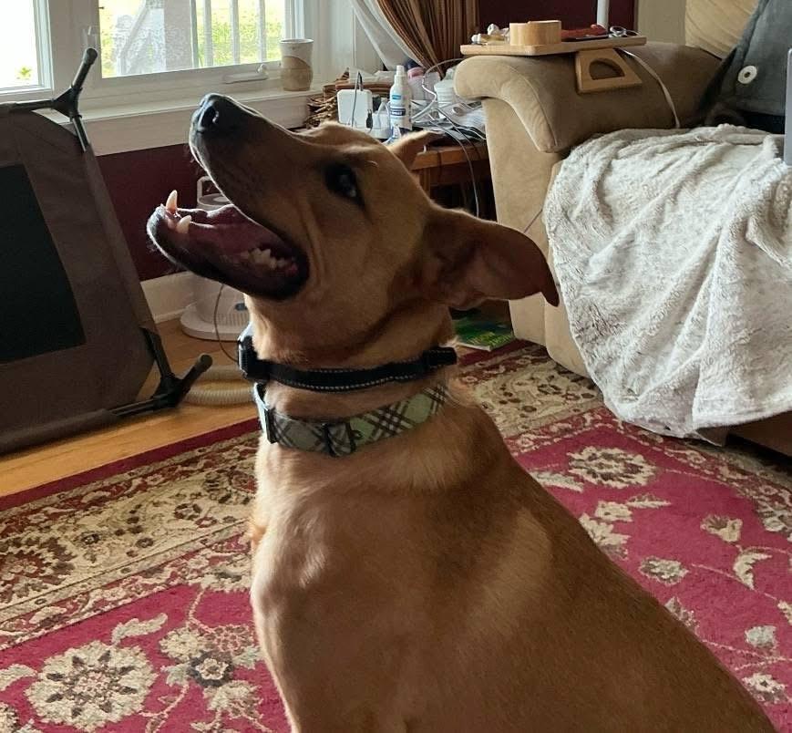 Hoss, an adoptable Labrador Retriever in Lacona, NY image 4/6