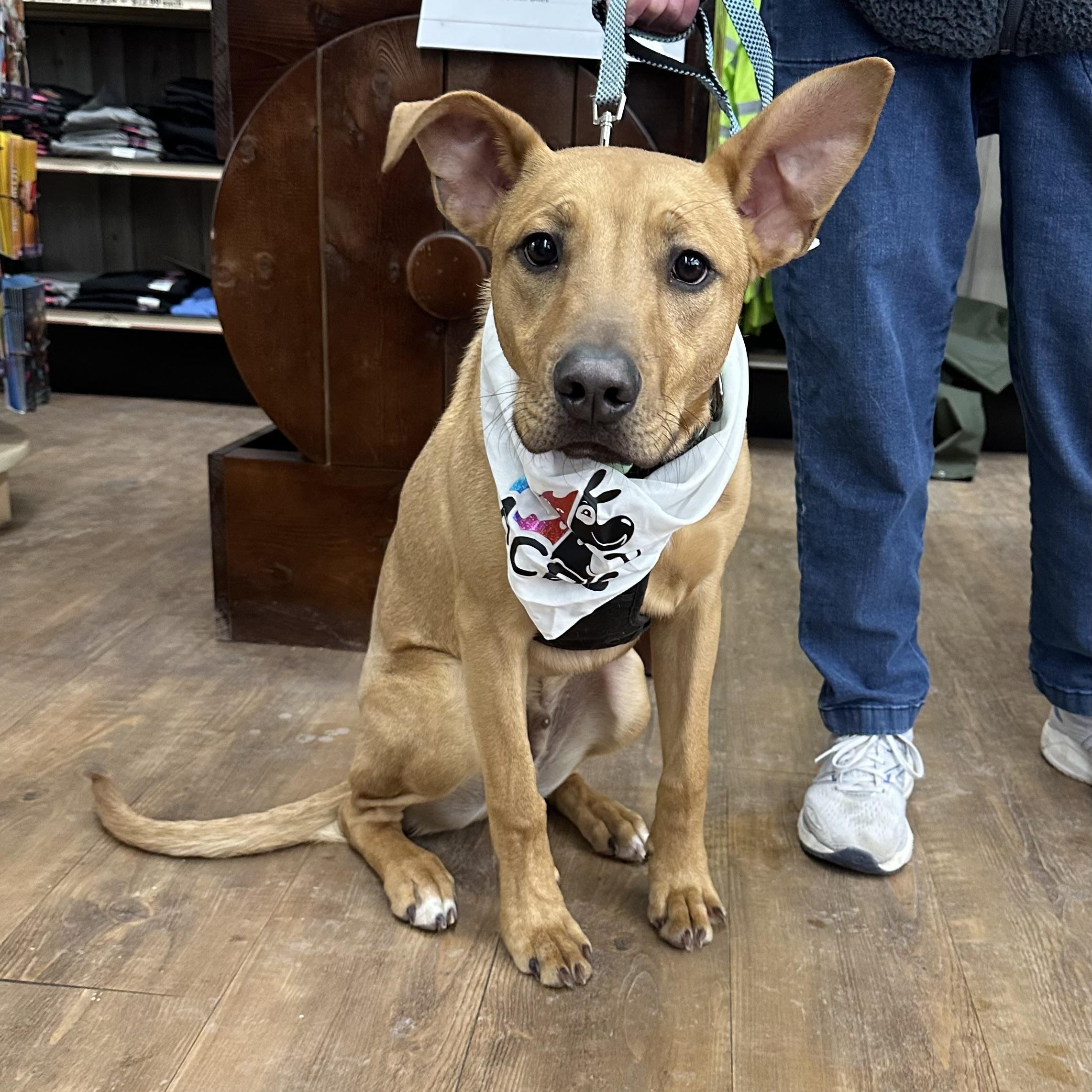 Hoss, an adoptable Labrador Retriever in Lacona, NY image 5/6