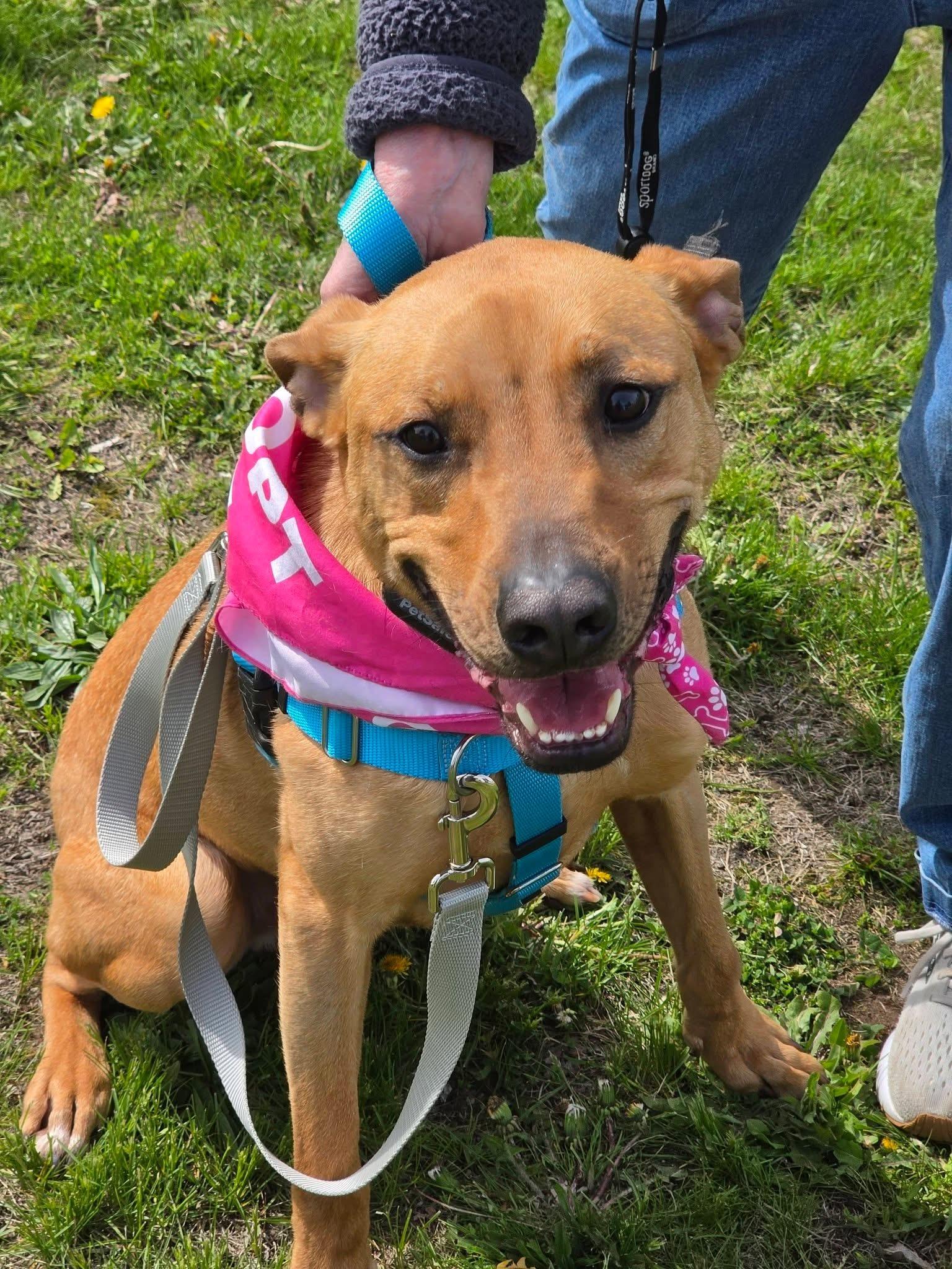 Hoss, an adoptable Labrador Retriever in Lacona, NY image 6/6