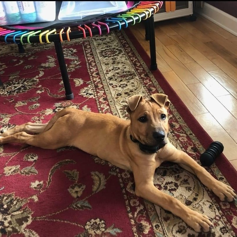 Hoss, an adoptable Labrador Retriever in Lacona, NY image 6/6
