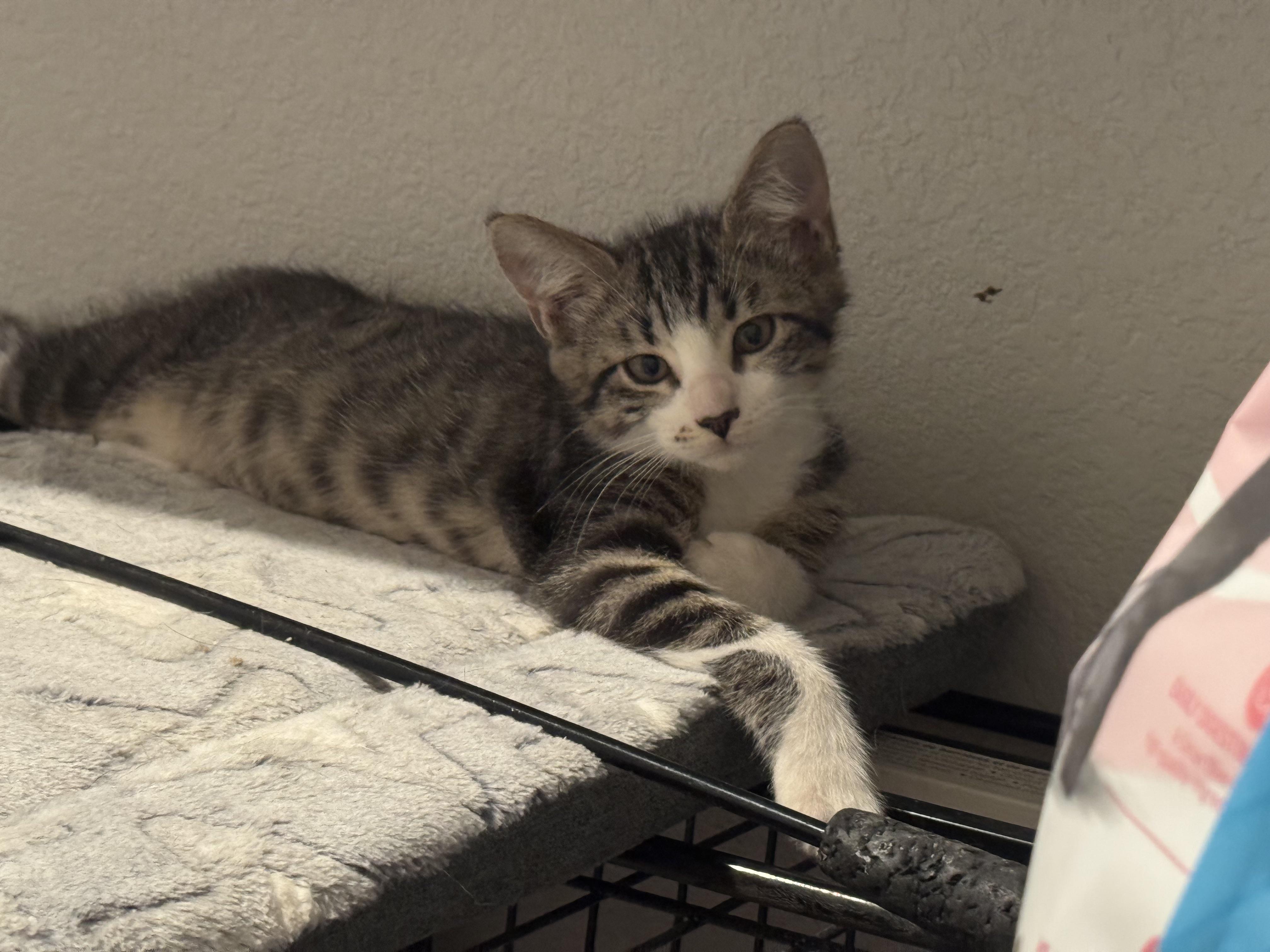 Enlarge Diamond, a Adopted mixed breed in Tonopah, AZ image 1/2