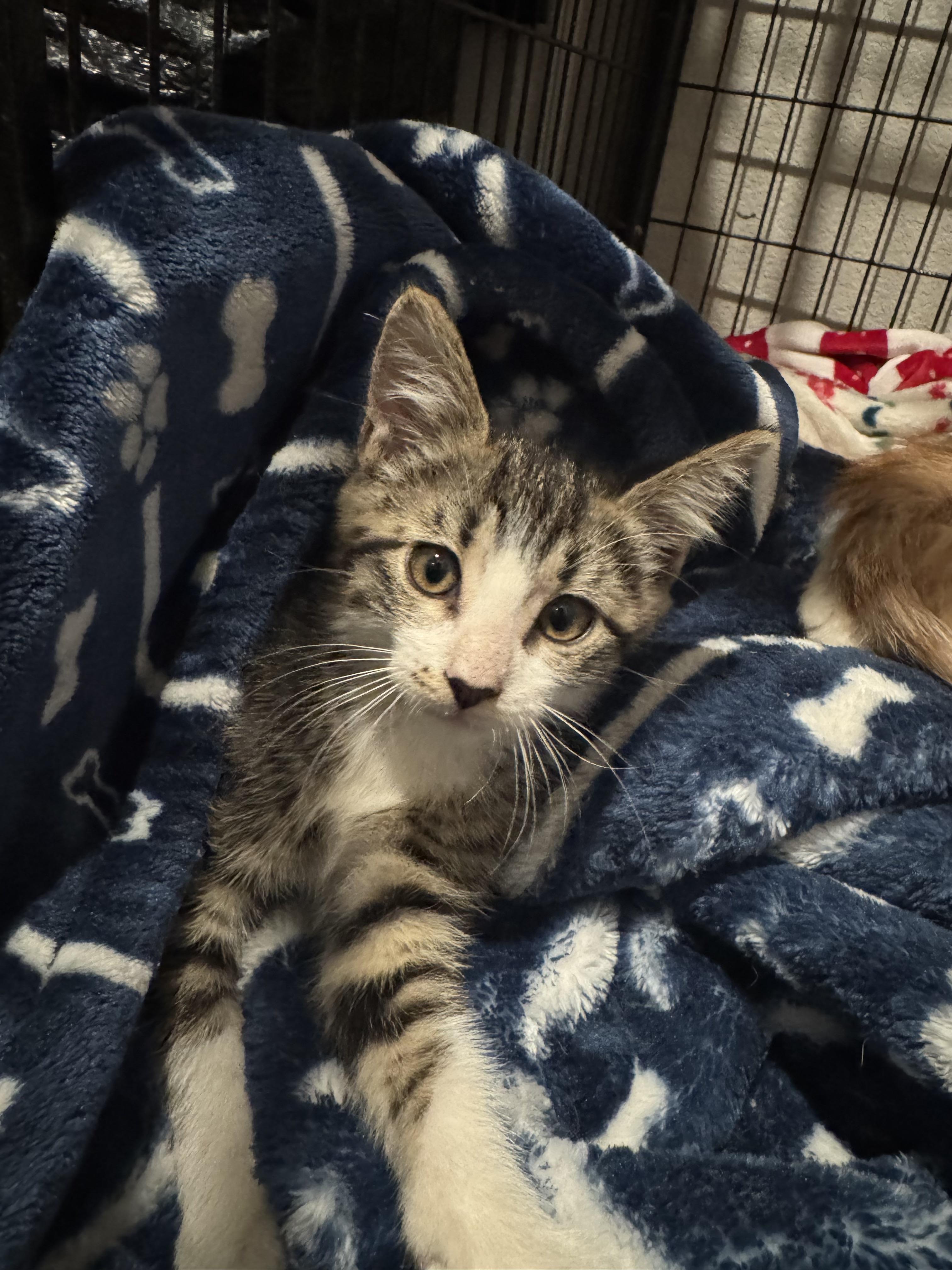 Enlarge Diamond, a Adopted mixed breed in Tonopah, AZ image 2/2