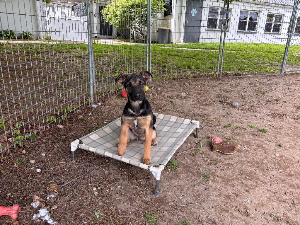 Cypress, Adoptable, Puppy Male Black Labrador Retriever & Terrier.