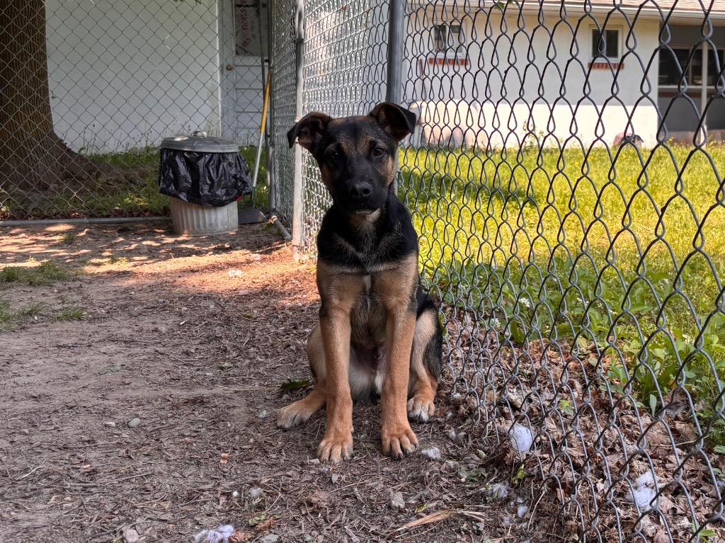 Enlarge Cypress, a Adoptable mixed breed in Port Jervis, NY image 3/5