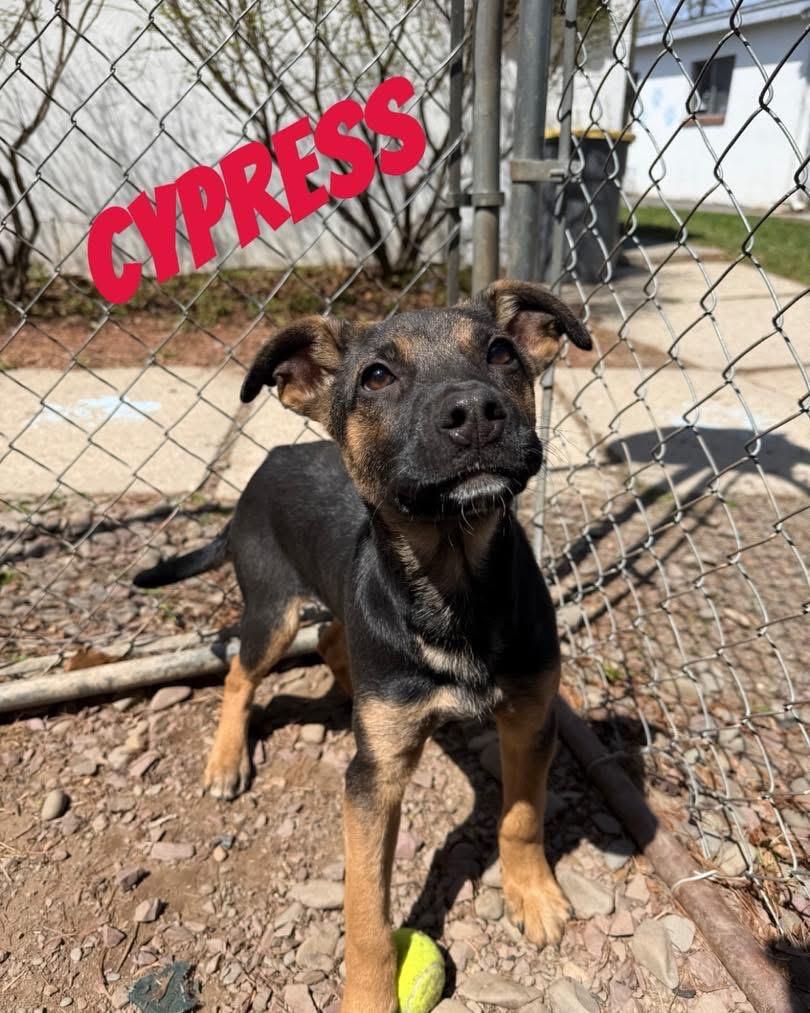 Cypress, Adoptable, Puppy Male Black Labrador Retriever & Terrier.