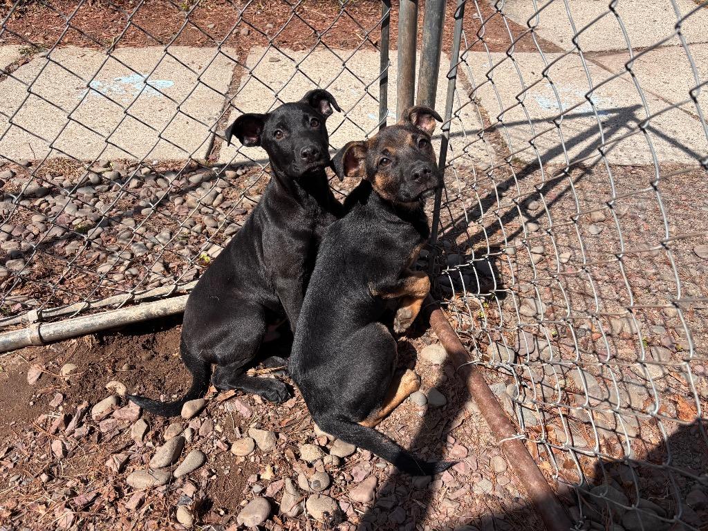 Enlarge Cypress, a Adoptable mixed breed in Port Jervis, NY image 2/2