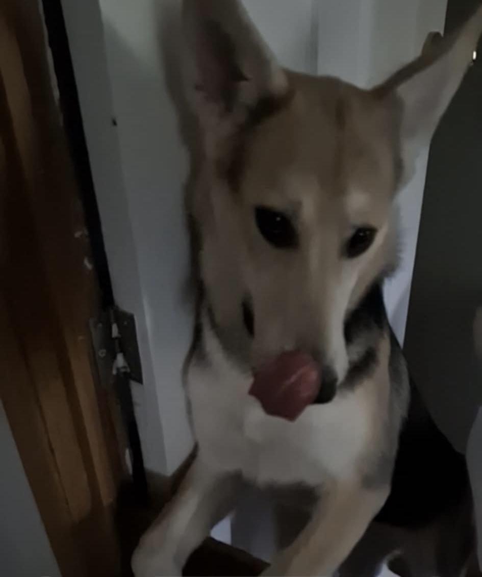 Enlarge Zada, a Adoptable mixed breed in Cherry Hills Village, CO image 2/6