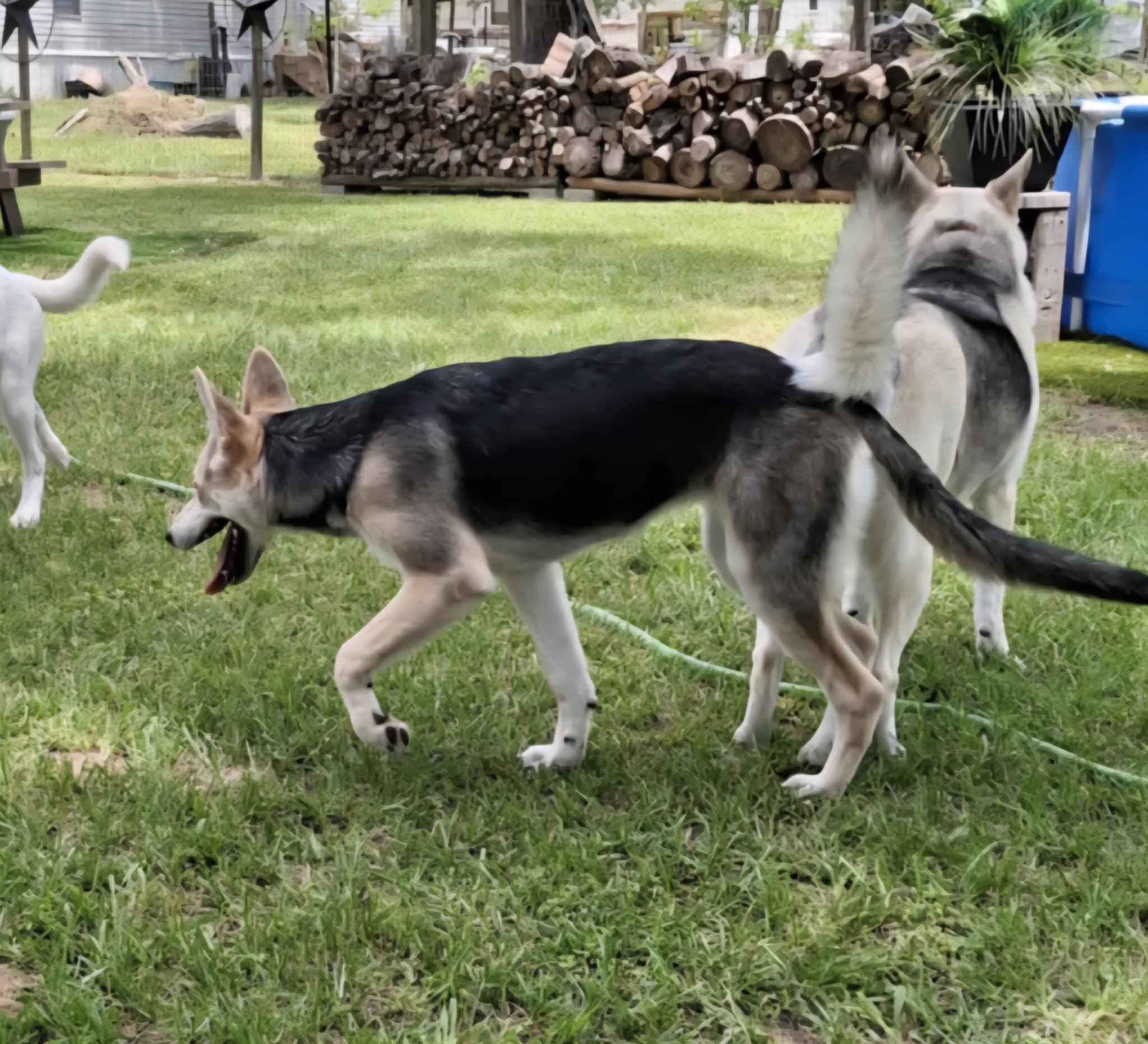 Enlarge Zada, a Adoptable mixed breed in Cherry Hills Village, CO image 3/6