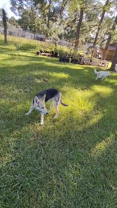 Enlarge Zada, a Adoptable mixed breed in Cherry Hills Village, CO video 6/6