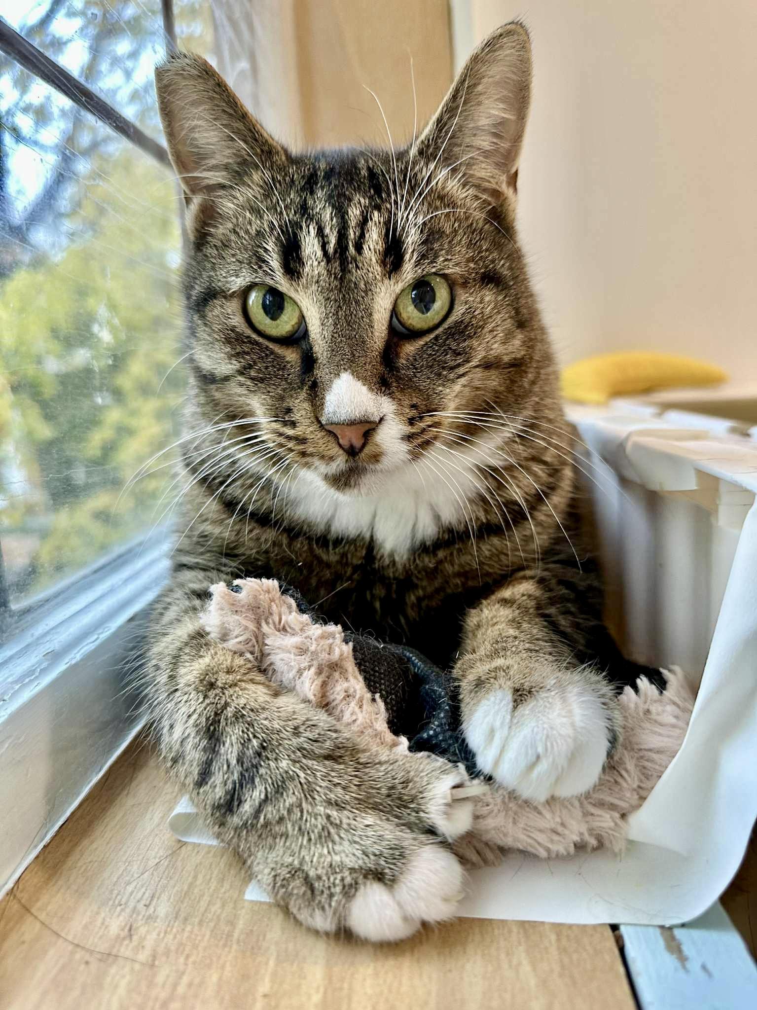 Hero, Adoptable, Adult Male Domestic Short Hair.