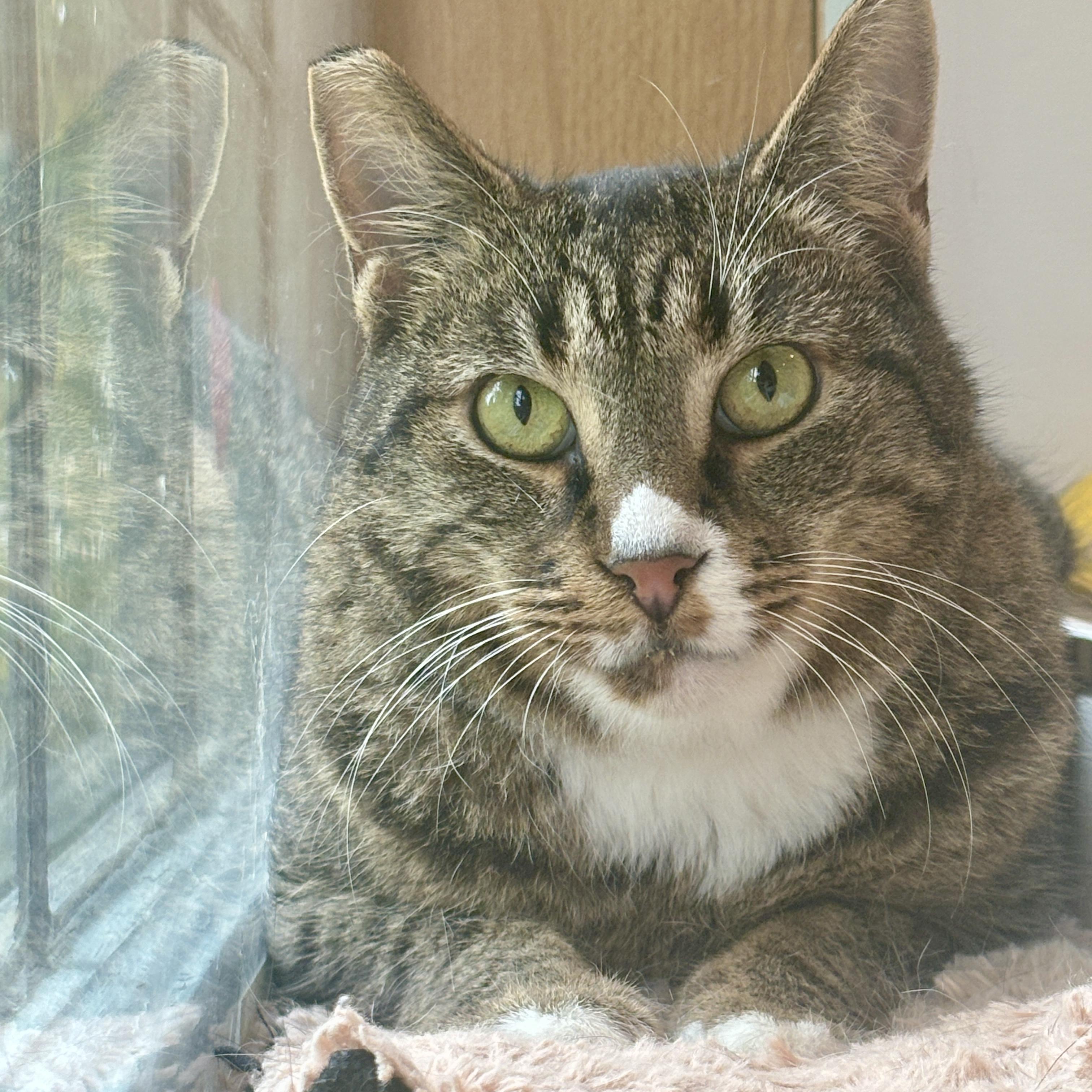 Hero, a Adoptable Domestic Short Hair in Langley, BC image 4/4