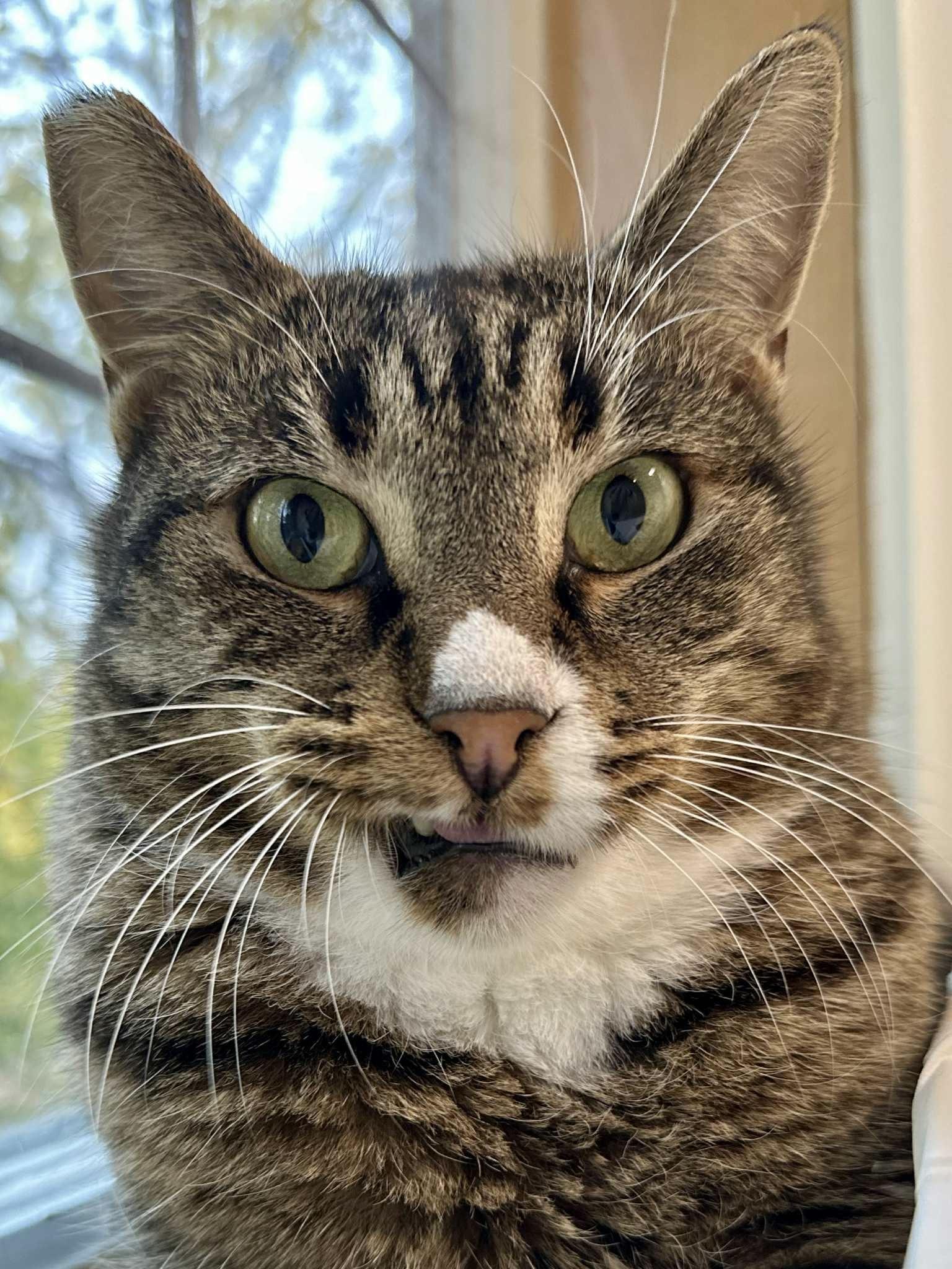 Hero, a Adoptable Domestic Short Hair in Langley, BC image 2/4