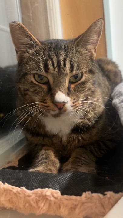 Enlarge Hero, a Adoptable Domestic Short Hair in Langley, BC video 3/4