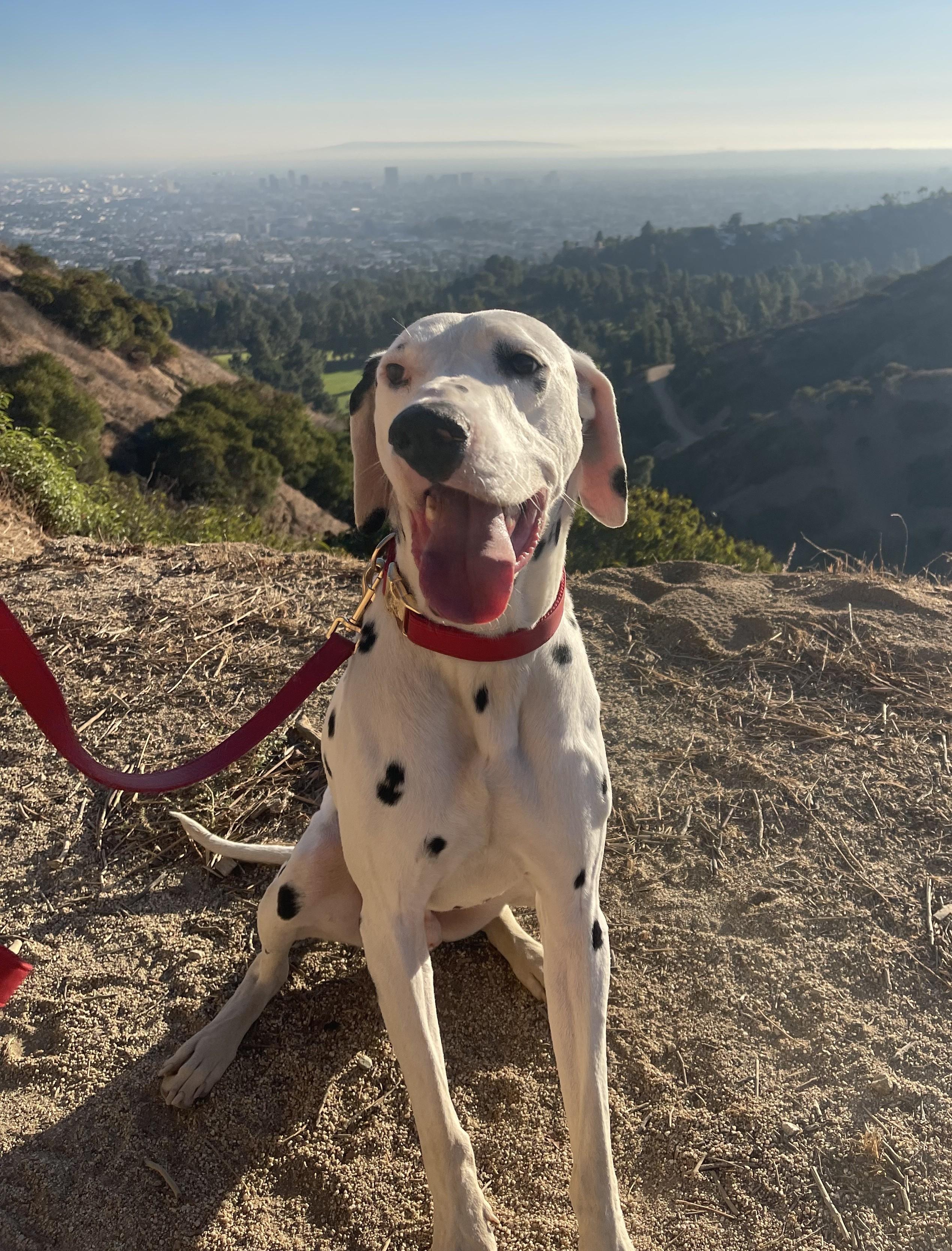 Domino-Adoption Pending