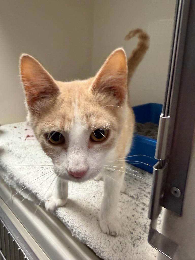 Byron, Adopted, Kitten Male Domestic Short Hair.