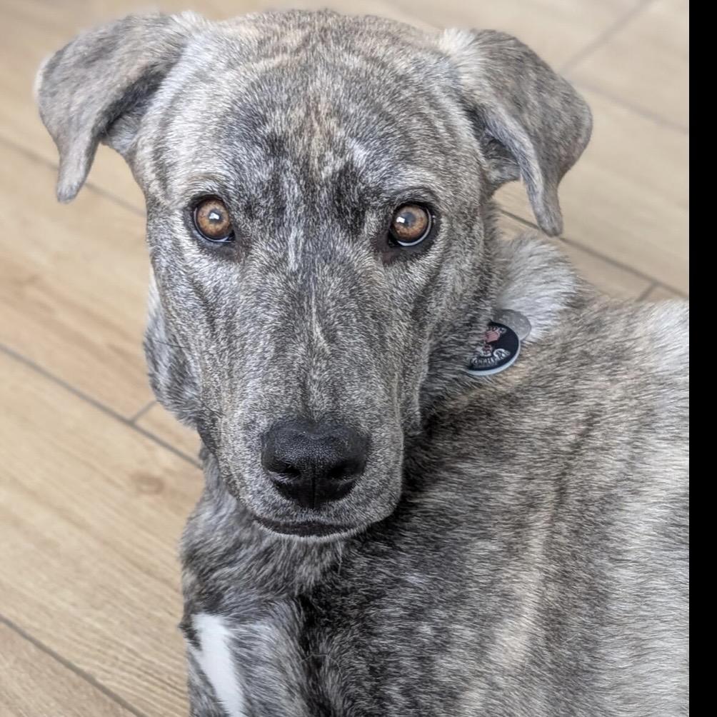Soda Pop, Adoptable, Adult Male Plott Hound & Catahoula Leopard Dog.