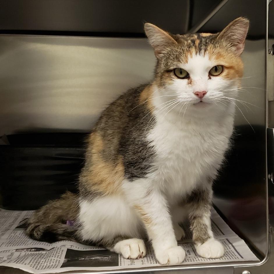 Princess Donut, Adoptable, Adult Female Domestic Short Hair.