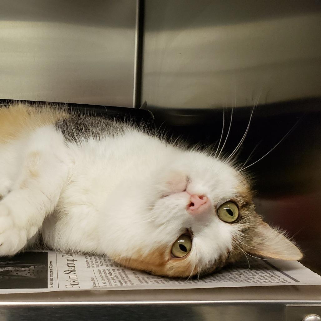 Princess Donut, a Adoptable Domestic Short Hair in Charlottesville, VA image 2/6