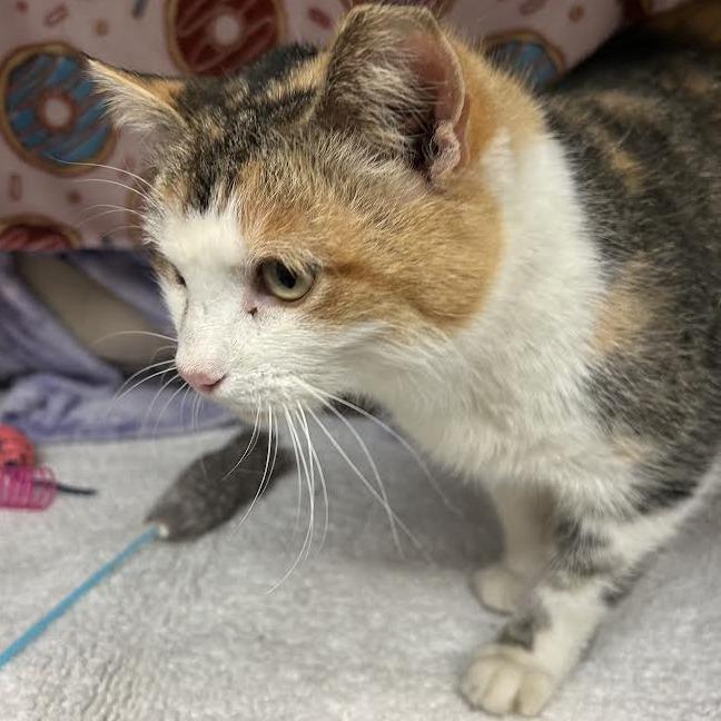 Princess Donut, Adoptable, Adult Female Domestic Short Hair.