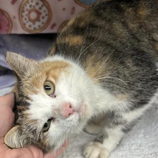 Enlarge Princess Donut, a Adoptable Domestic Short Hair in Charlottesville, VA image 2/3