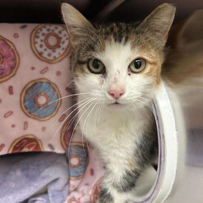 Enlarge Princess Donut, a Adoptable Domestic Short Hair in Charlottesville, VA image 3/3